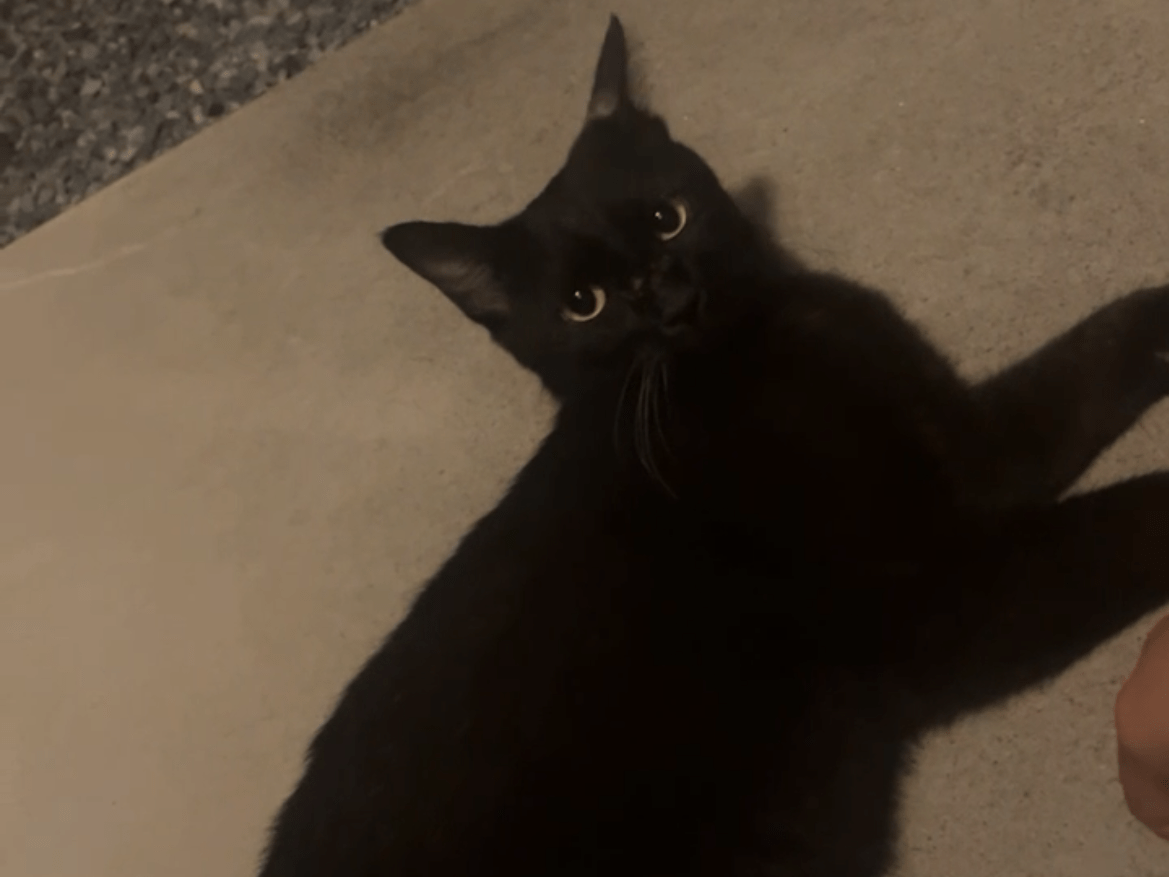 目撃された猫 目撃された猫