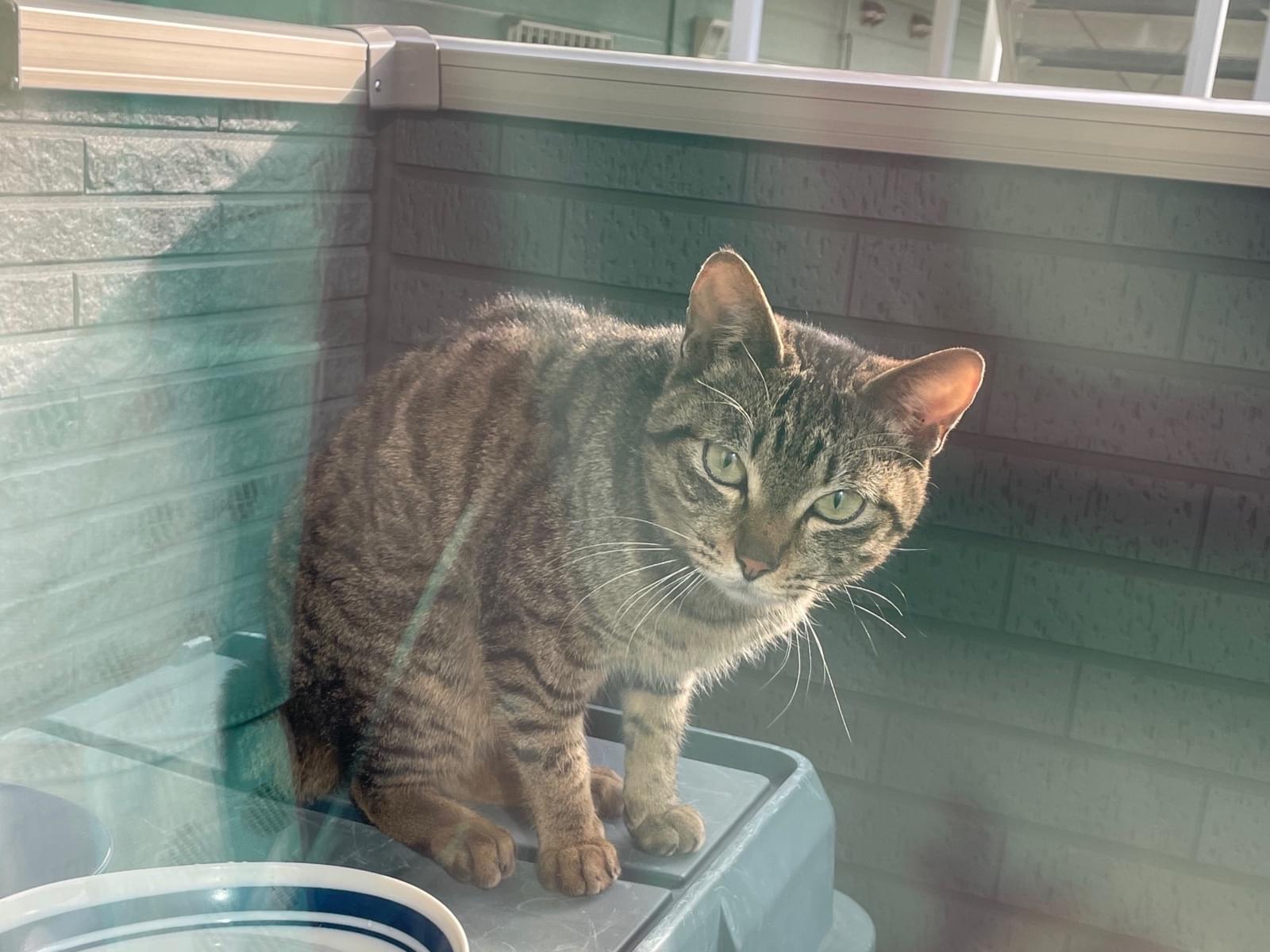保護された猫 保護された猫