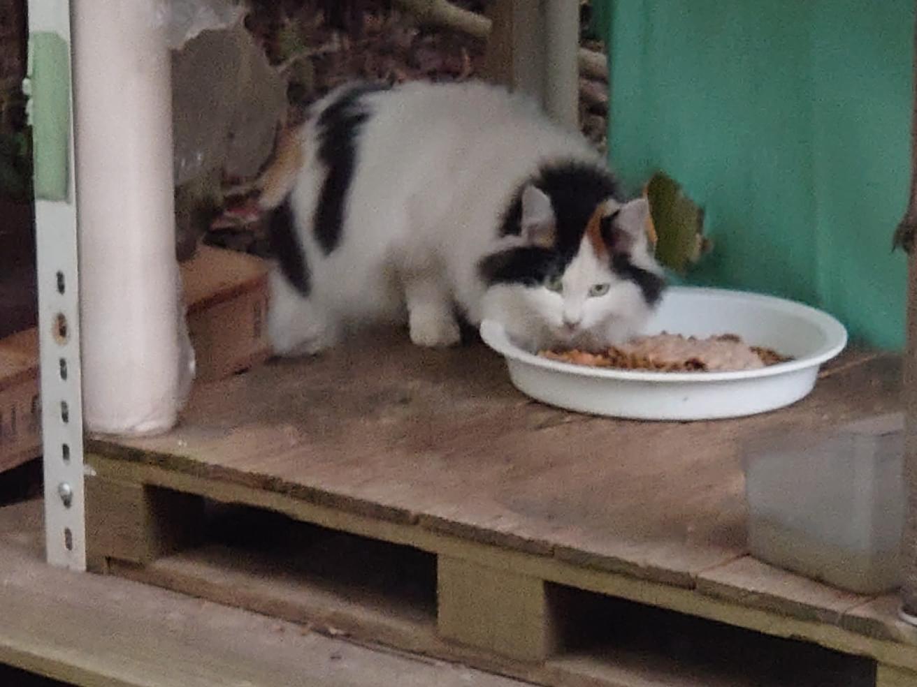 目撃された猫 目撃された猫