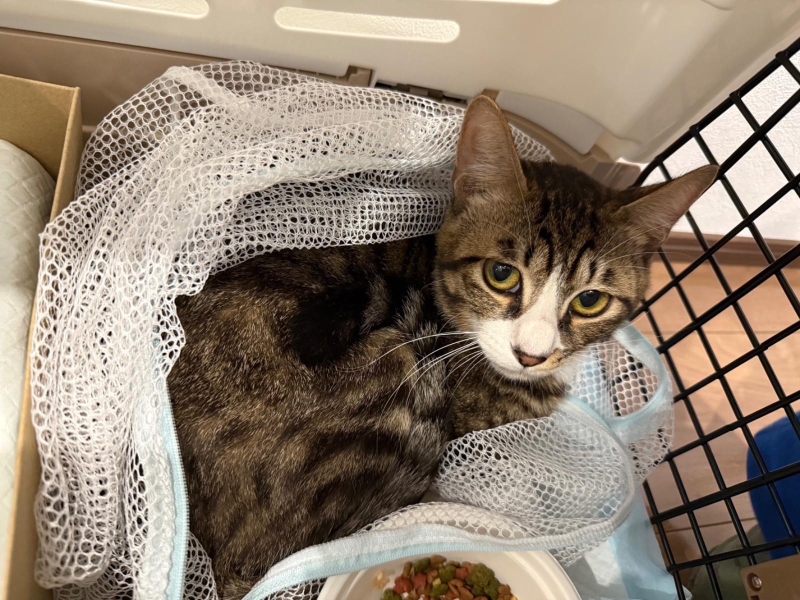 保護された猫 保護された猫