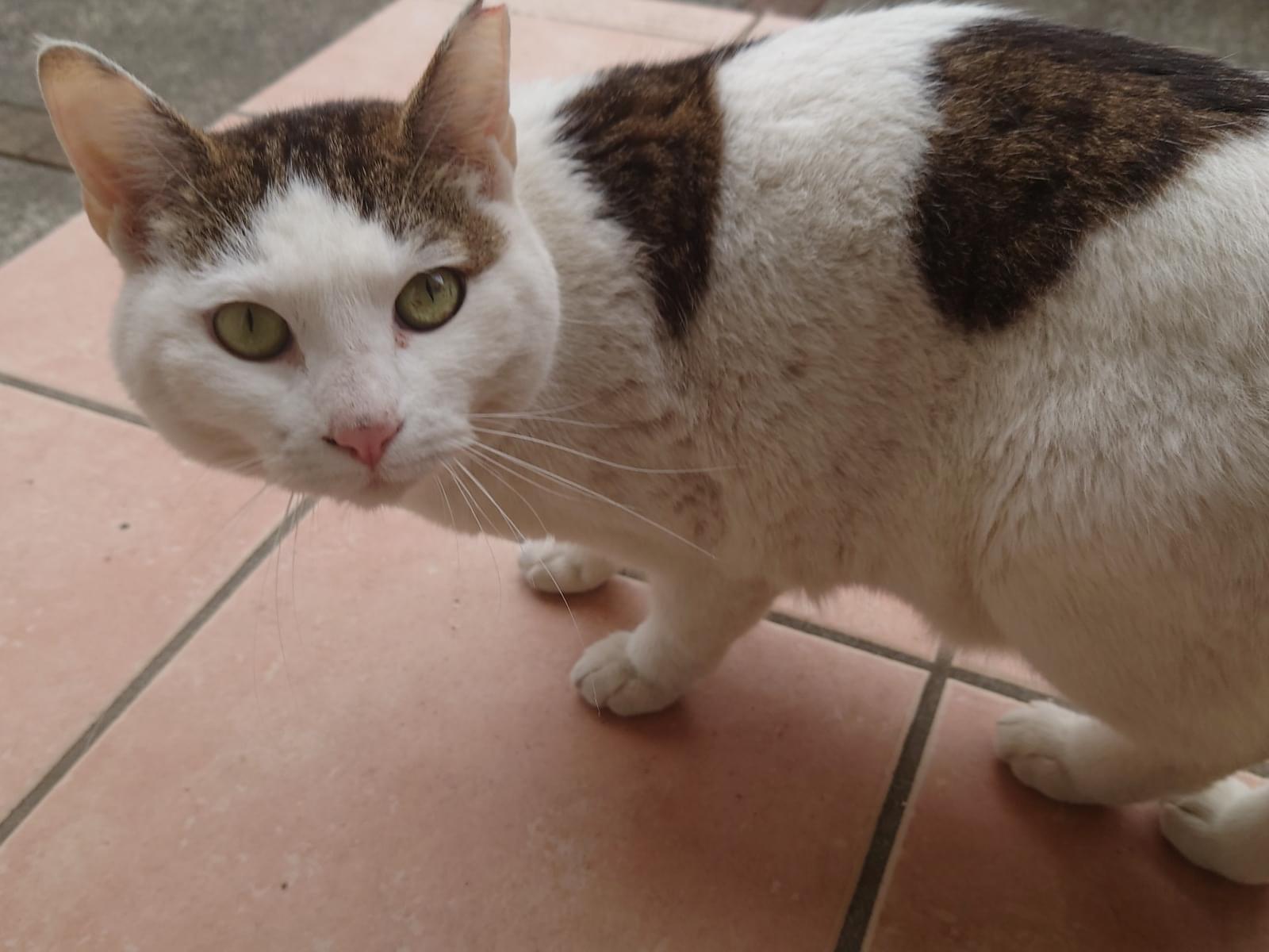 目撃された猫
