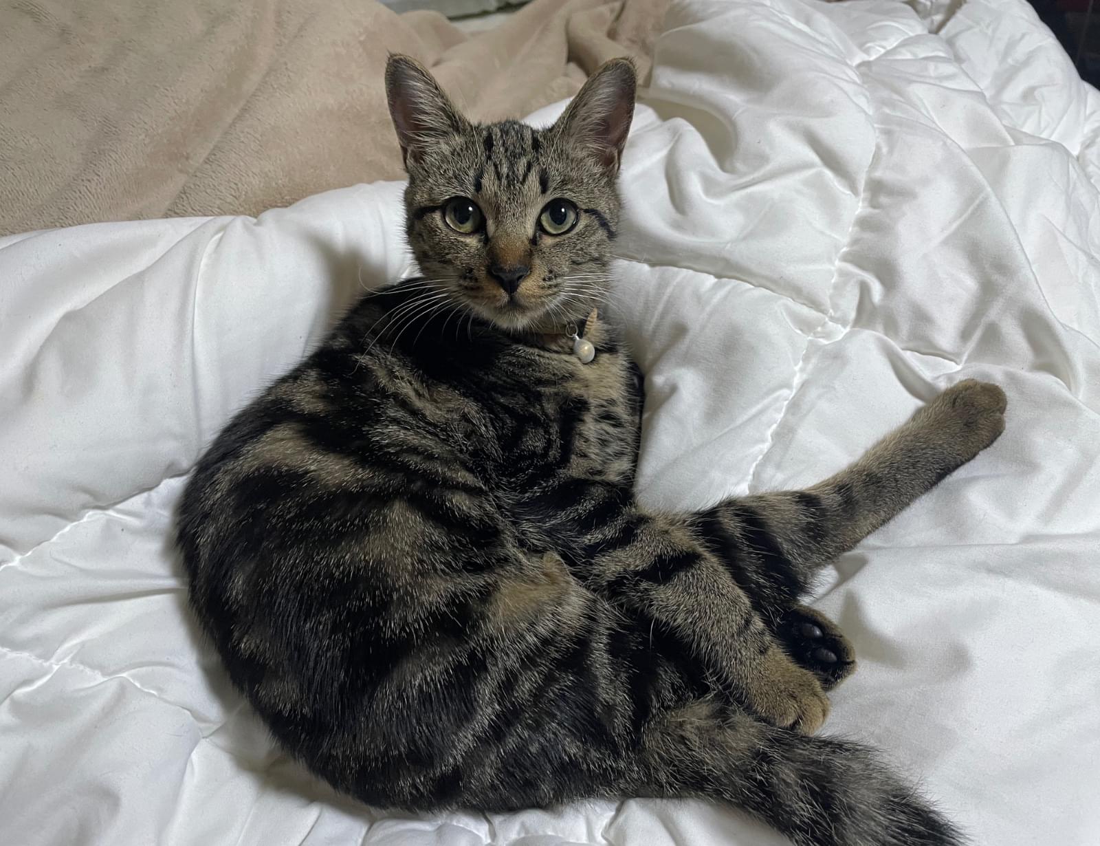 キジトラの子猫、オレンジ色の首輪をしています。