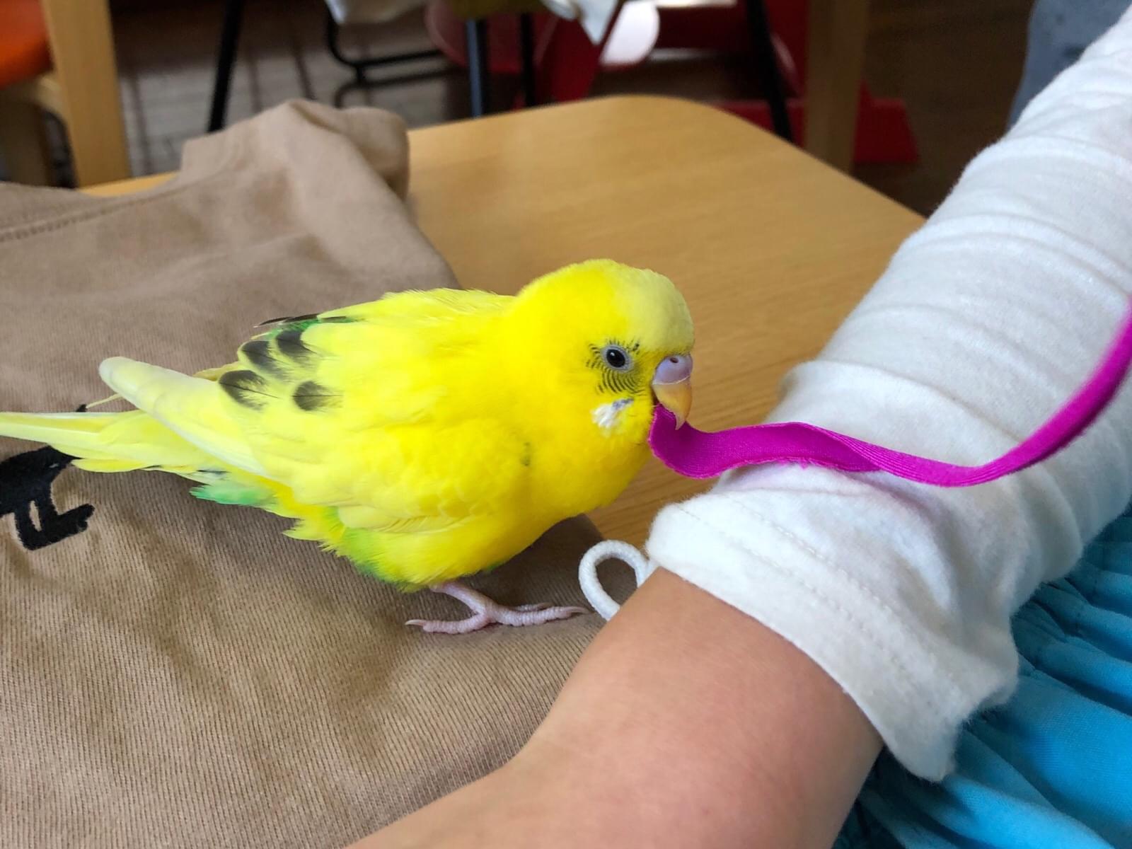保護された鳥 保護された鳥