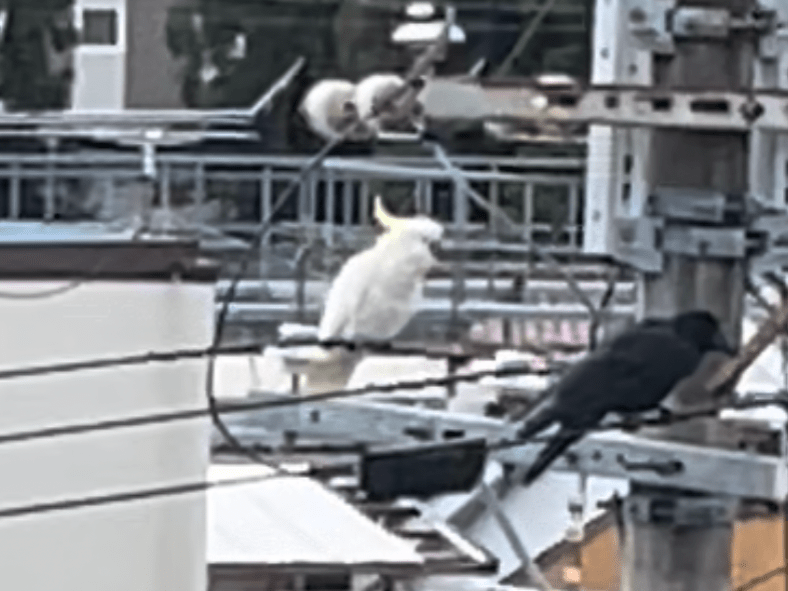 目撃された鳥 目撃された鳥