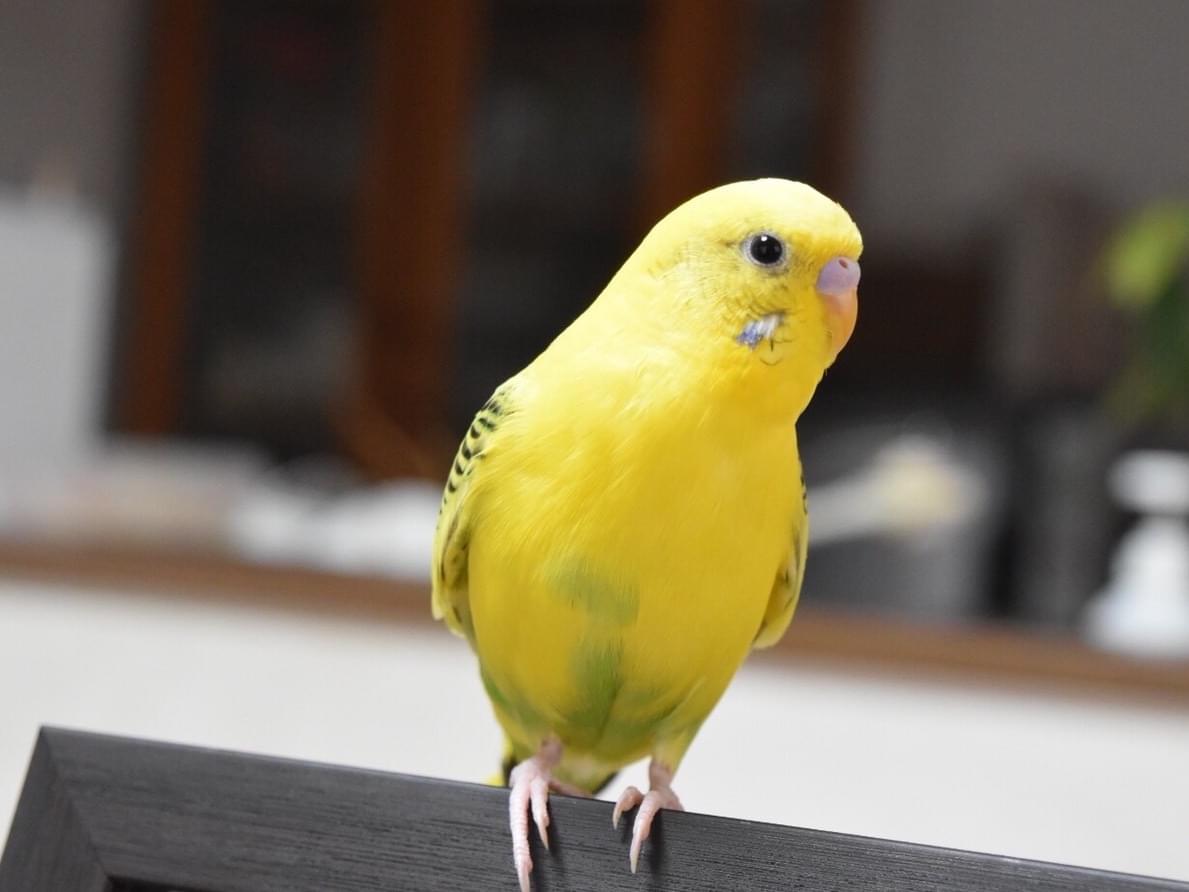 ぴよちゃん ぴよちゃん