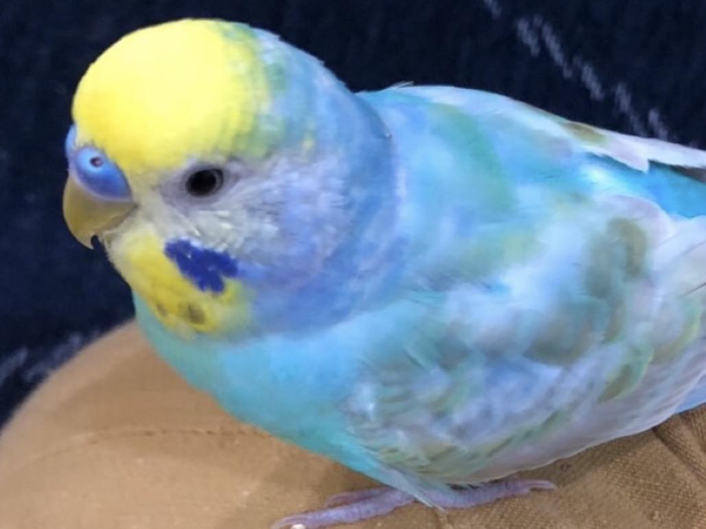 ラムネちゃん ラムネちゃん