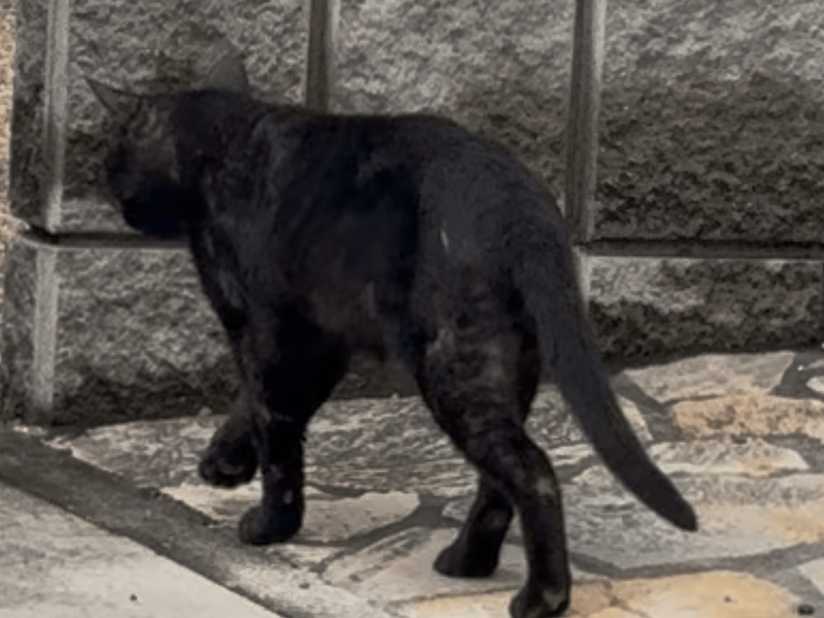 目撃された猫 目撃された猫