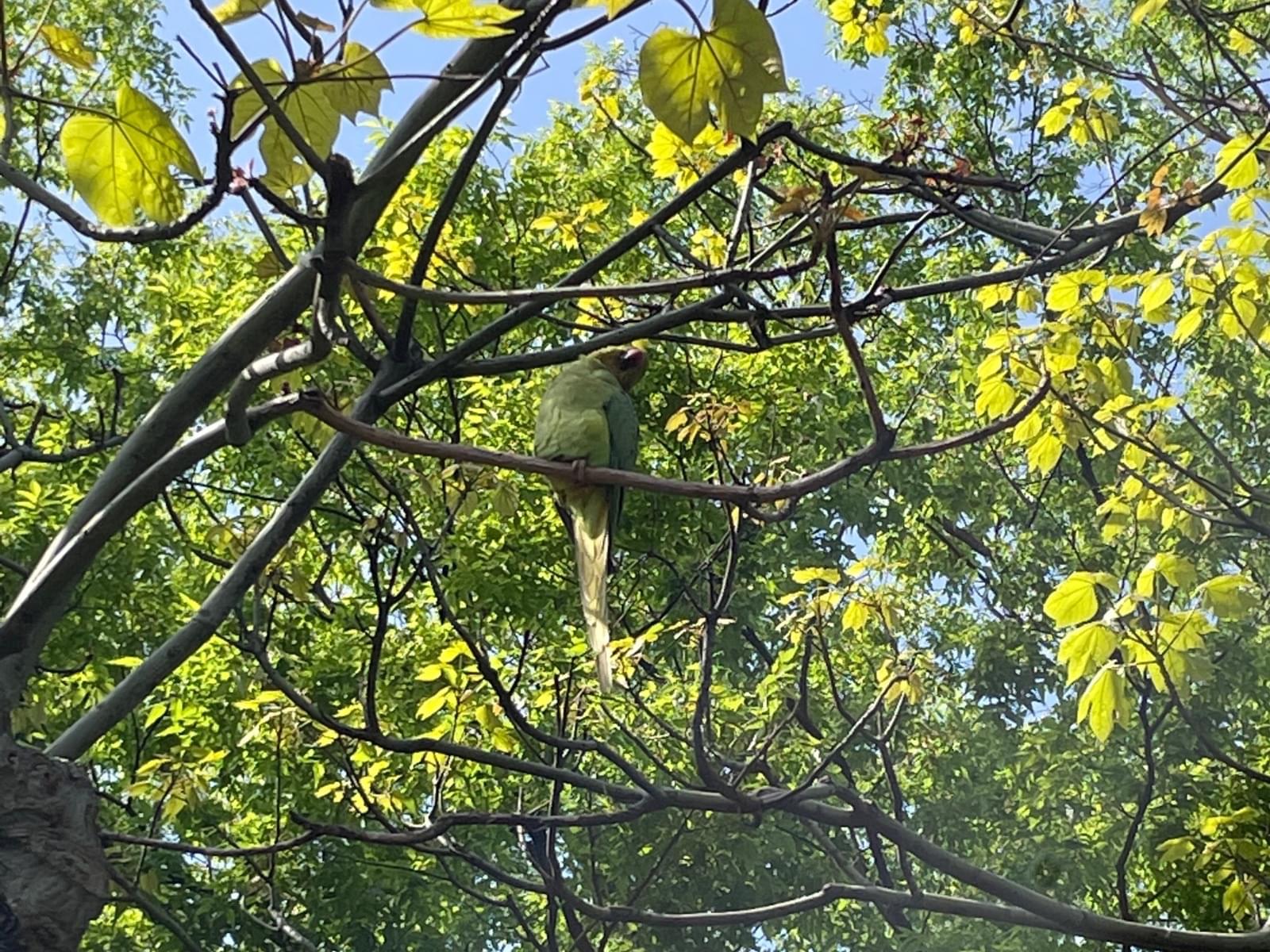 目撃された鳥 目撃された鳥