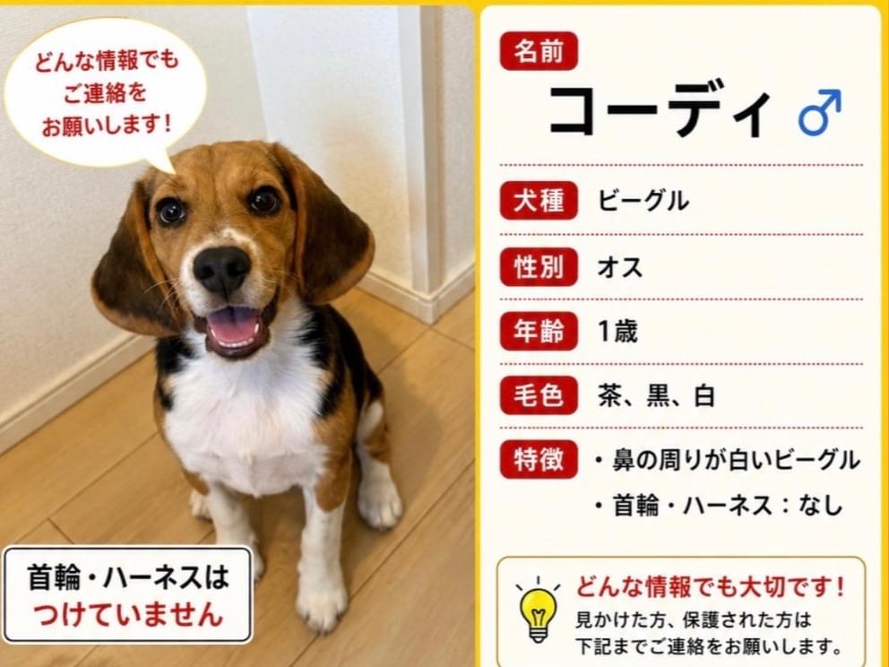 コーディちゃん