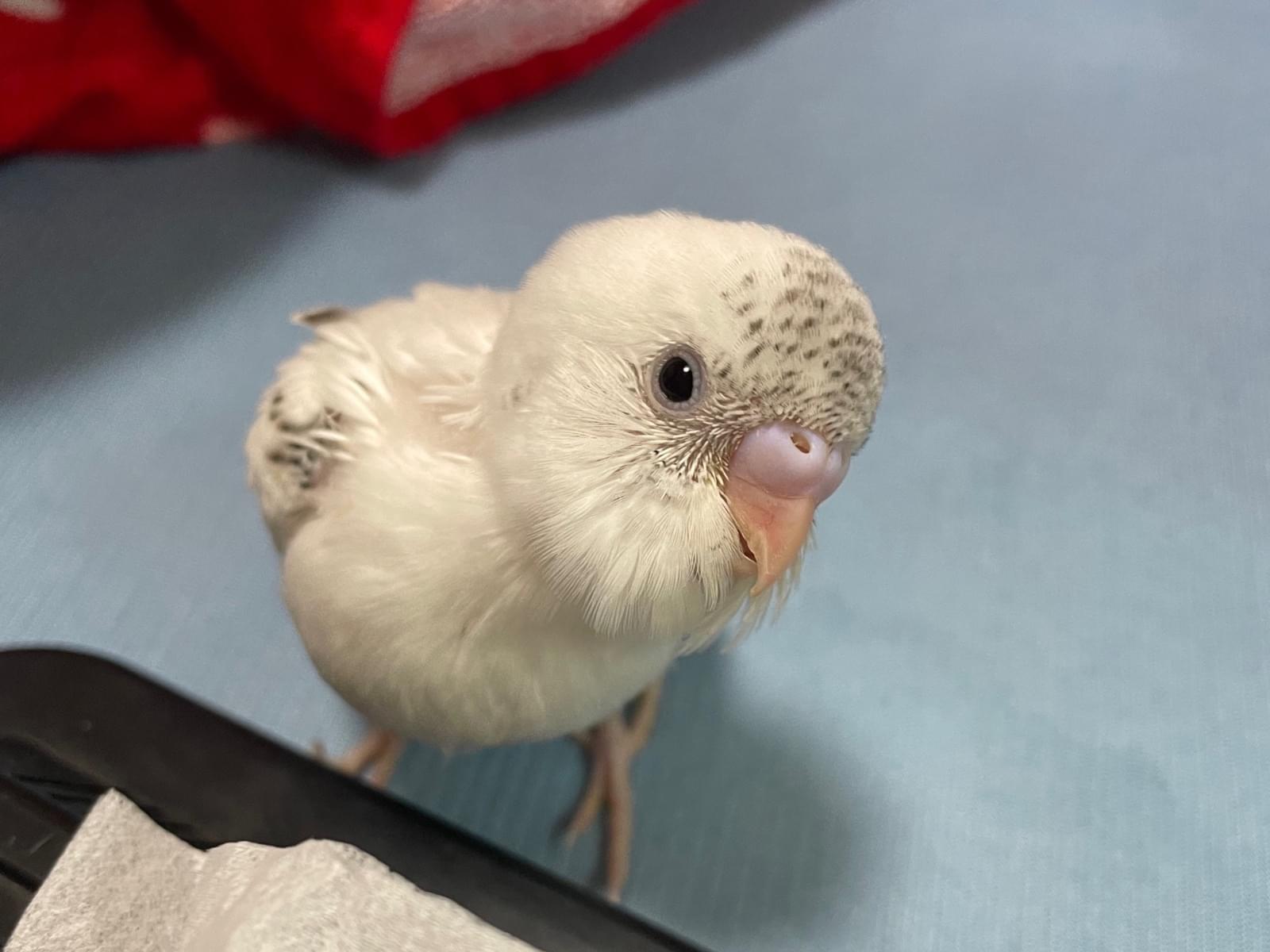 おとちゃん おとちゃん