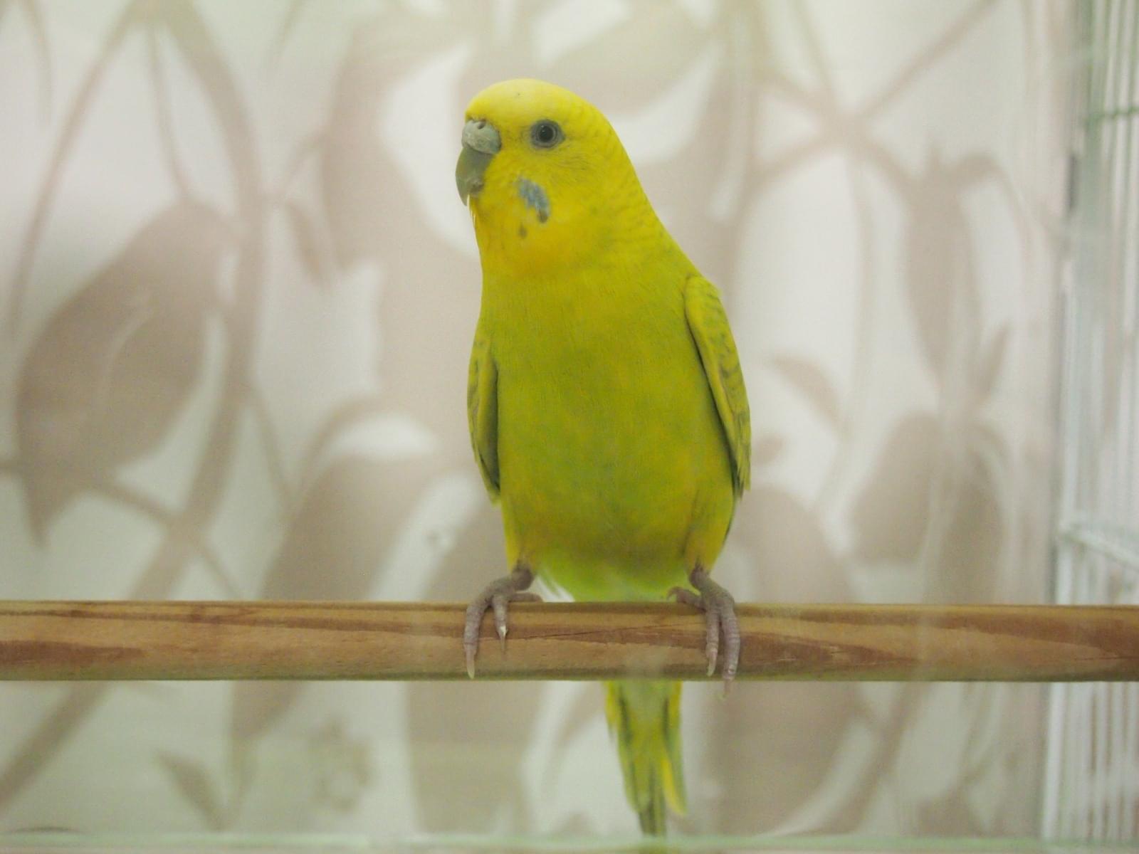 保護された鳥 保護された鳥
