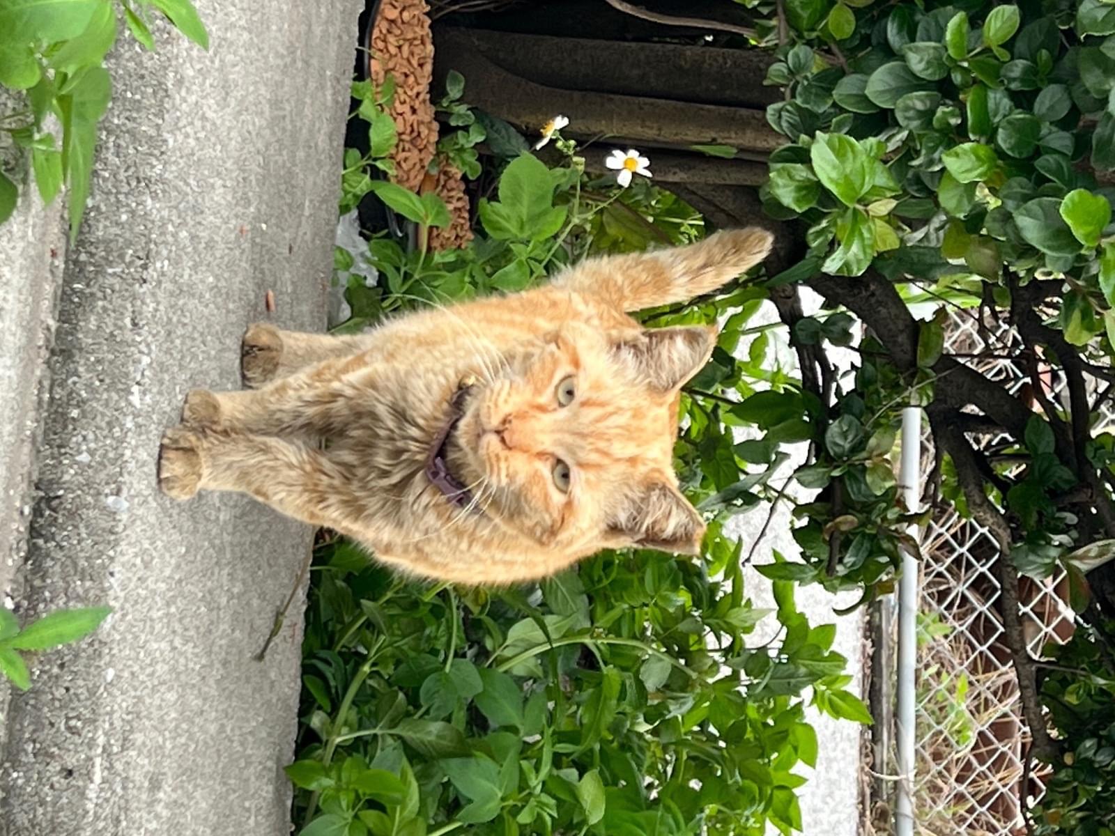 目撃された猫 目撃された猫