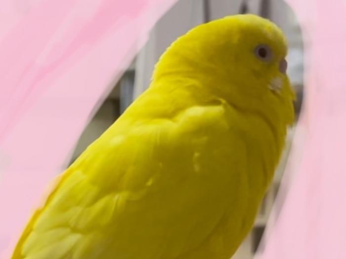 ぴーちゃん ぴーちゃん