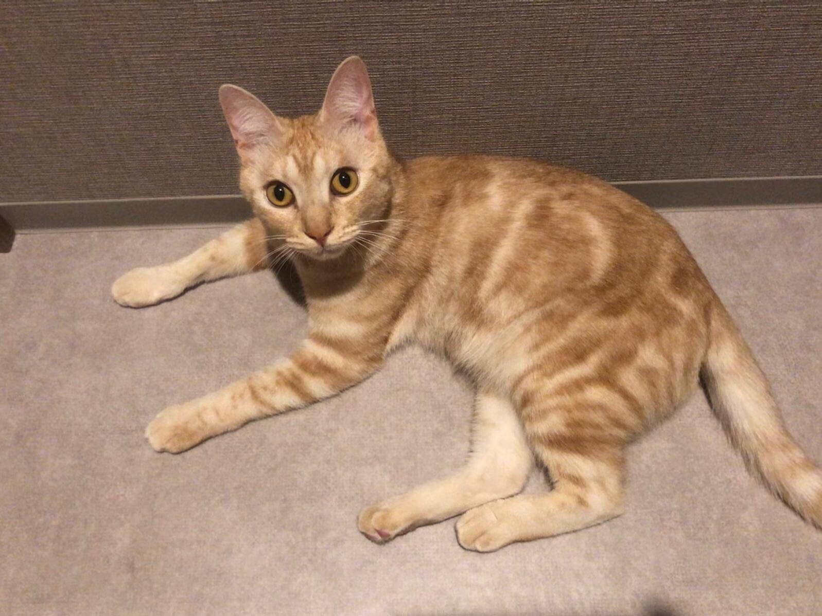 サイサイちゃん サイサイちゃん