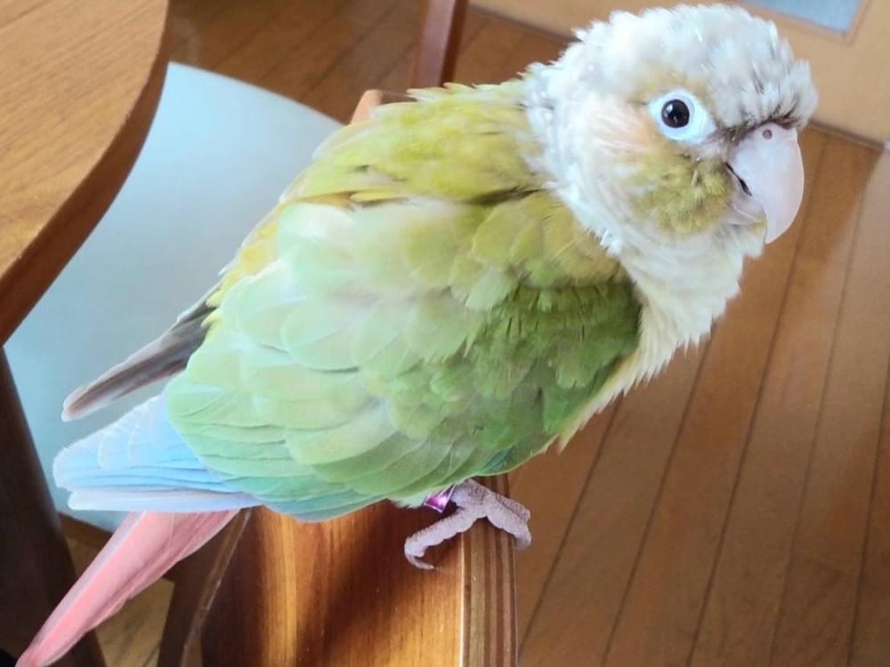 ホウちゃん ホウちゃん
