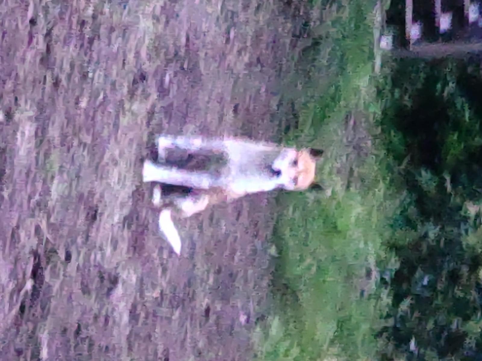 目撃された犬 目撃された犬