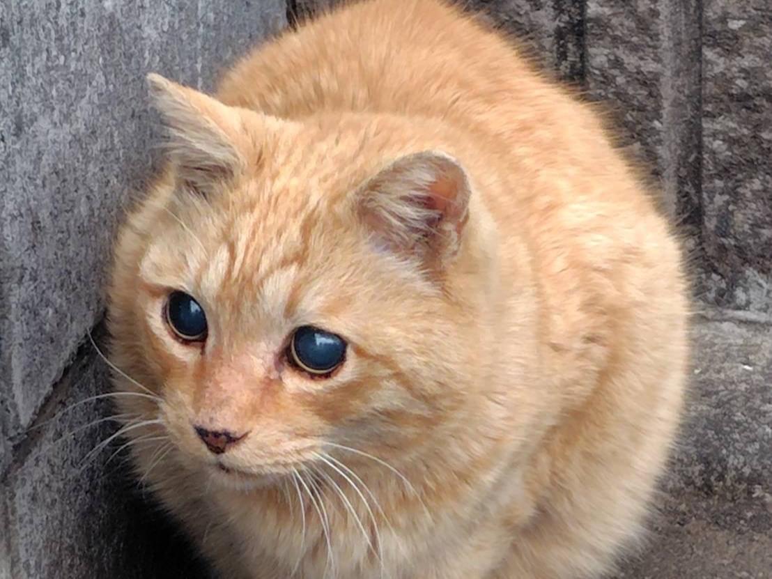 保護された猫 保護された猫