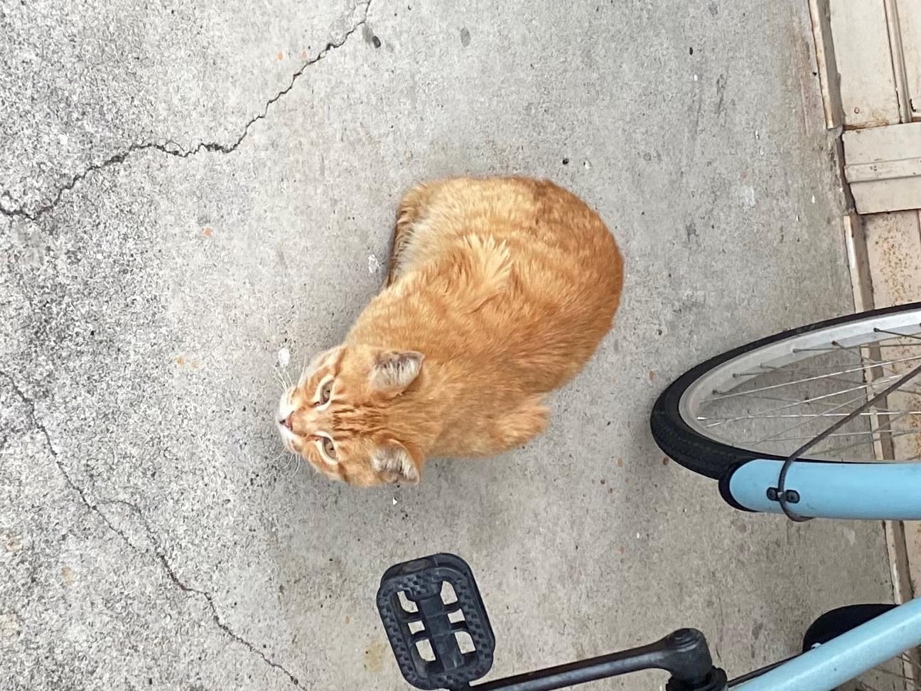 目撃された猫 目撃された猫