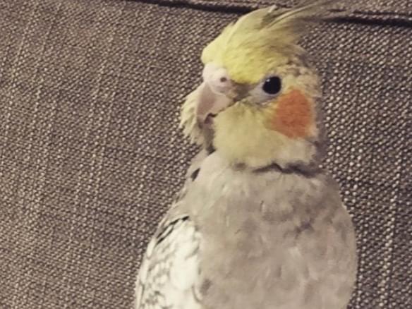 トビィちゃん トビィちゃん