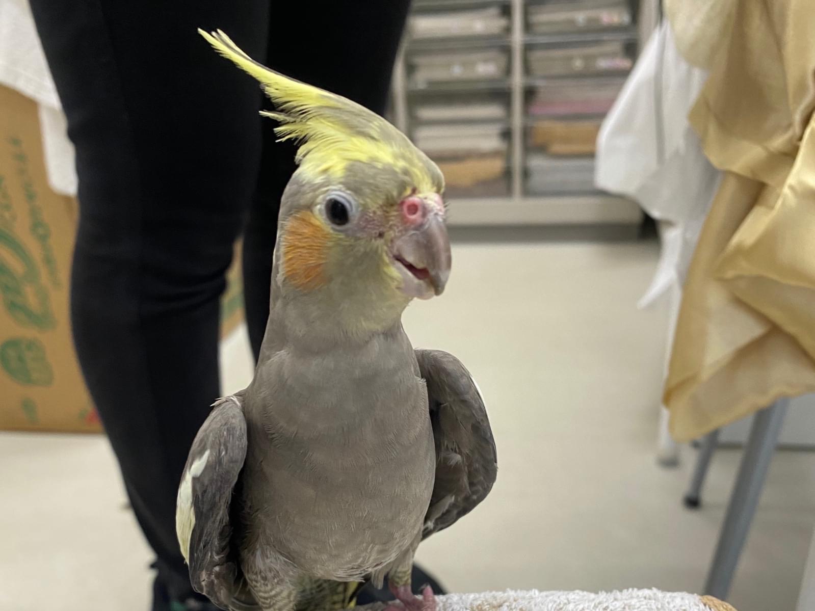 保護された鳥 保護された鳥