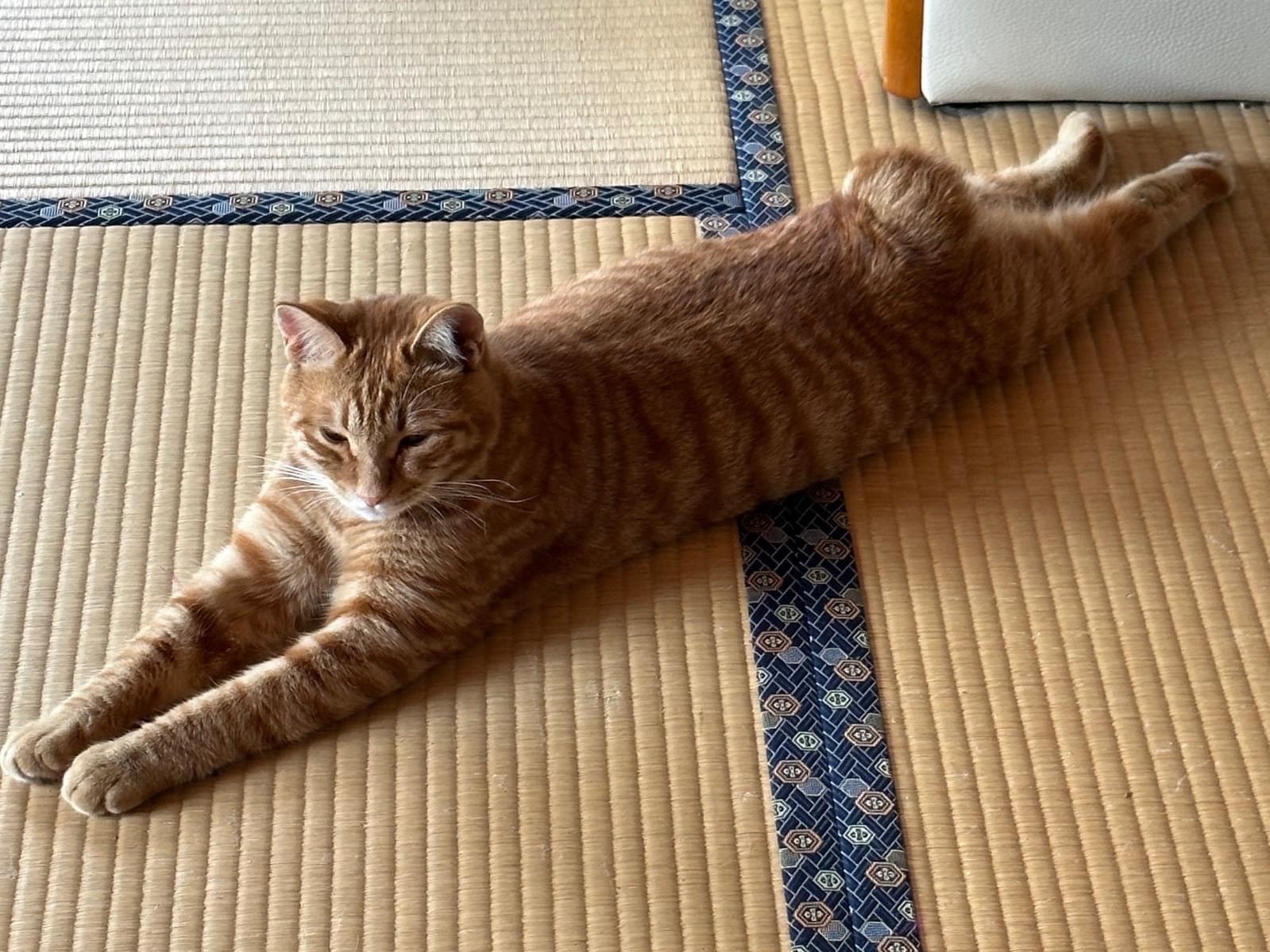 チャコちゃん チャコちゃん