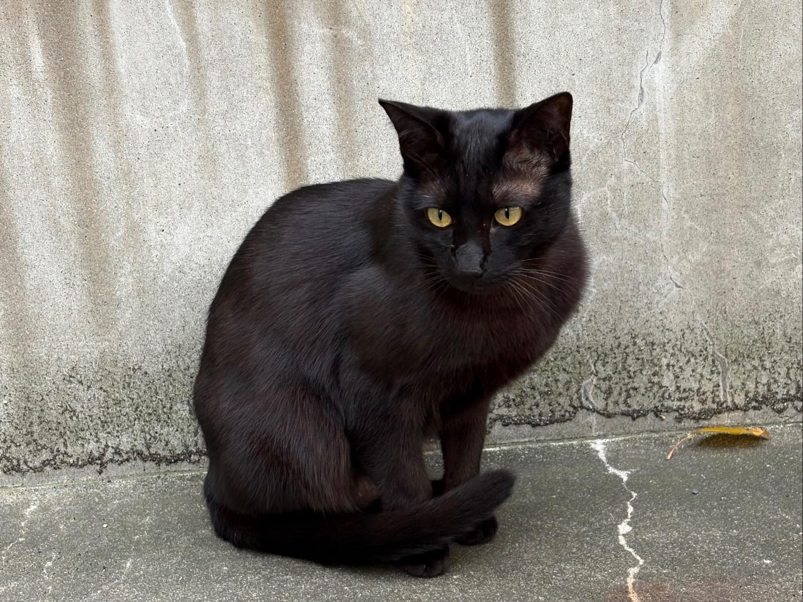 目撃された猫 目撃された猫