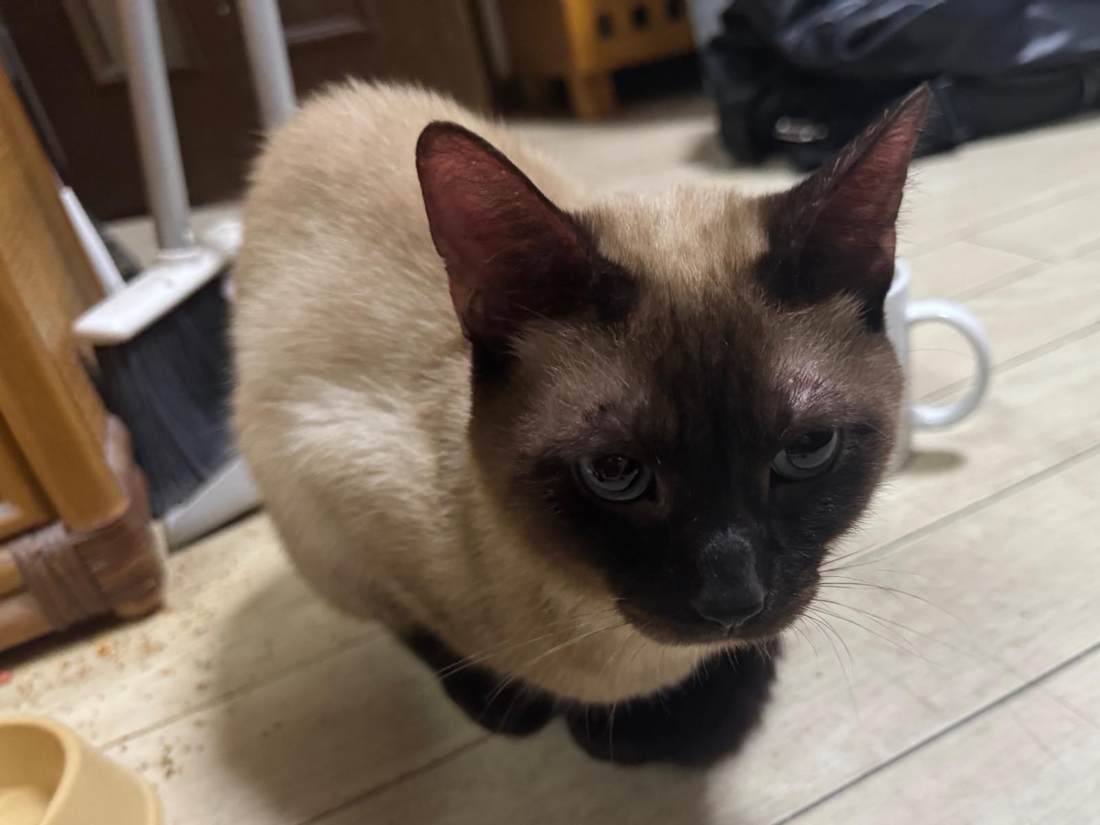 保護された猫 保護された猫