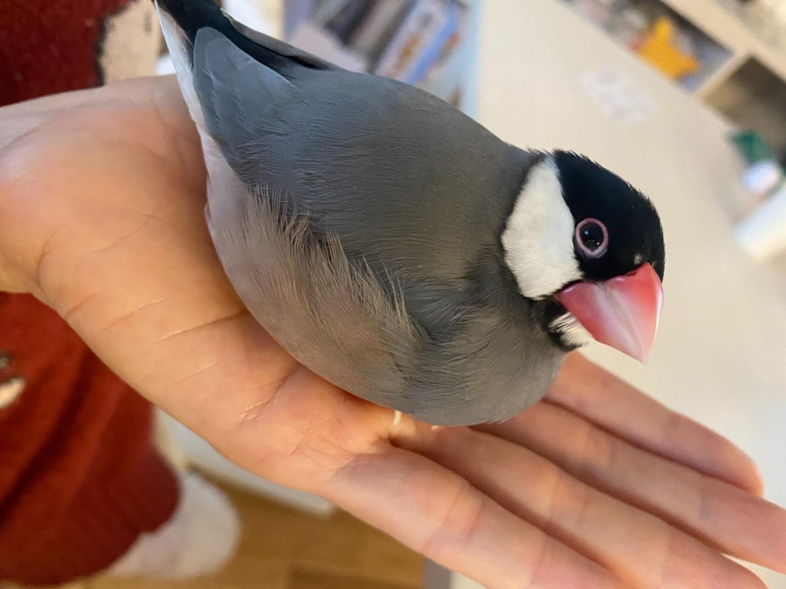 プックちゃん プックちゃん