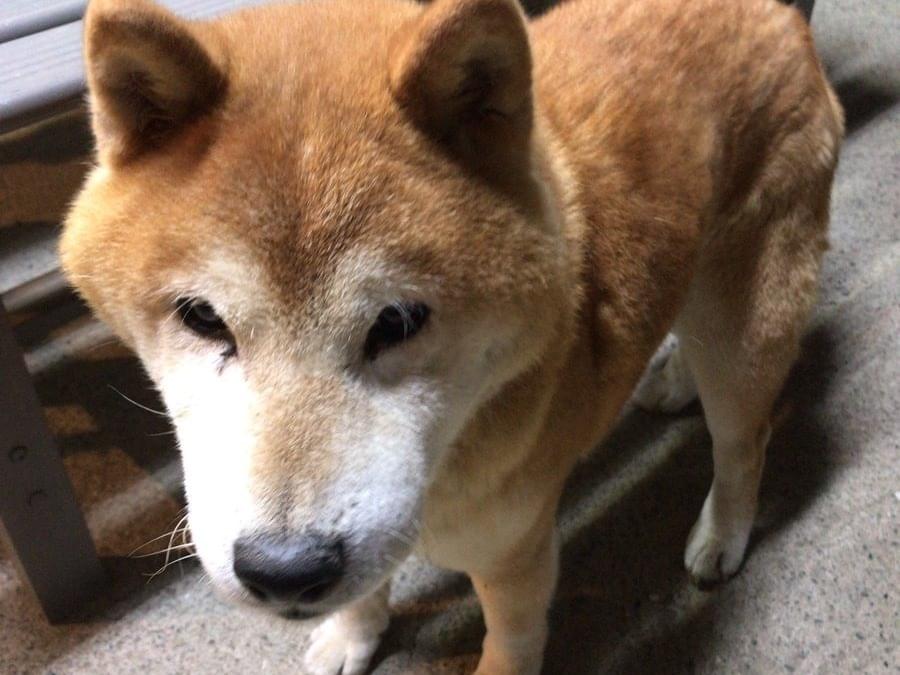 リュウちゃん リュウちゃん