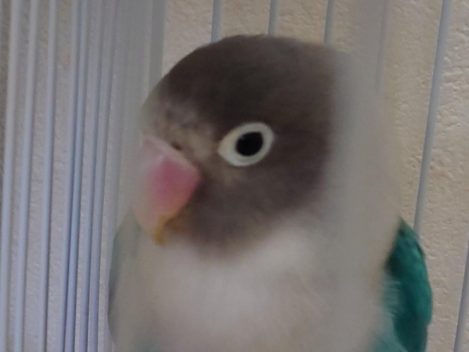 保護された鳥 保護された鳥