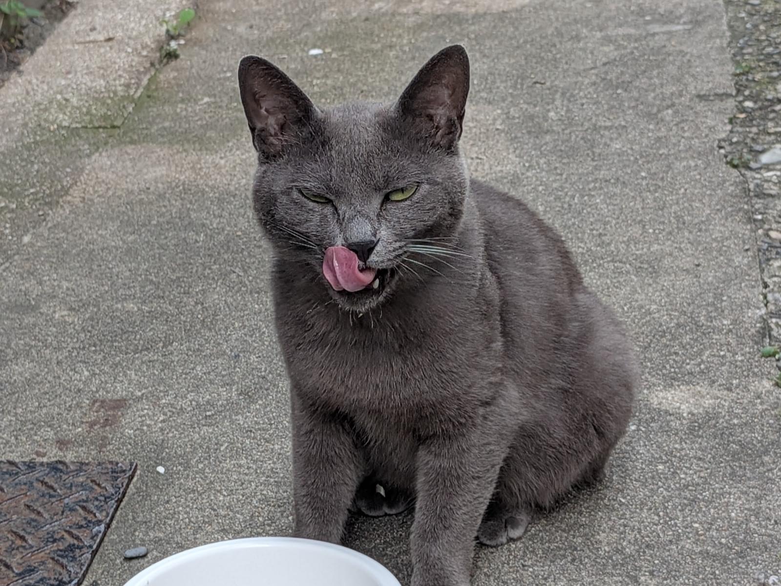 目撃された猫
