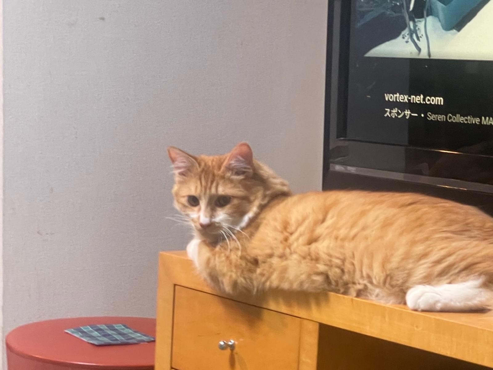 てん