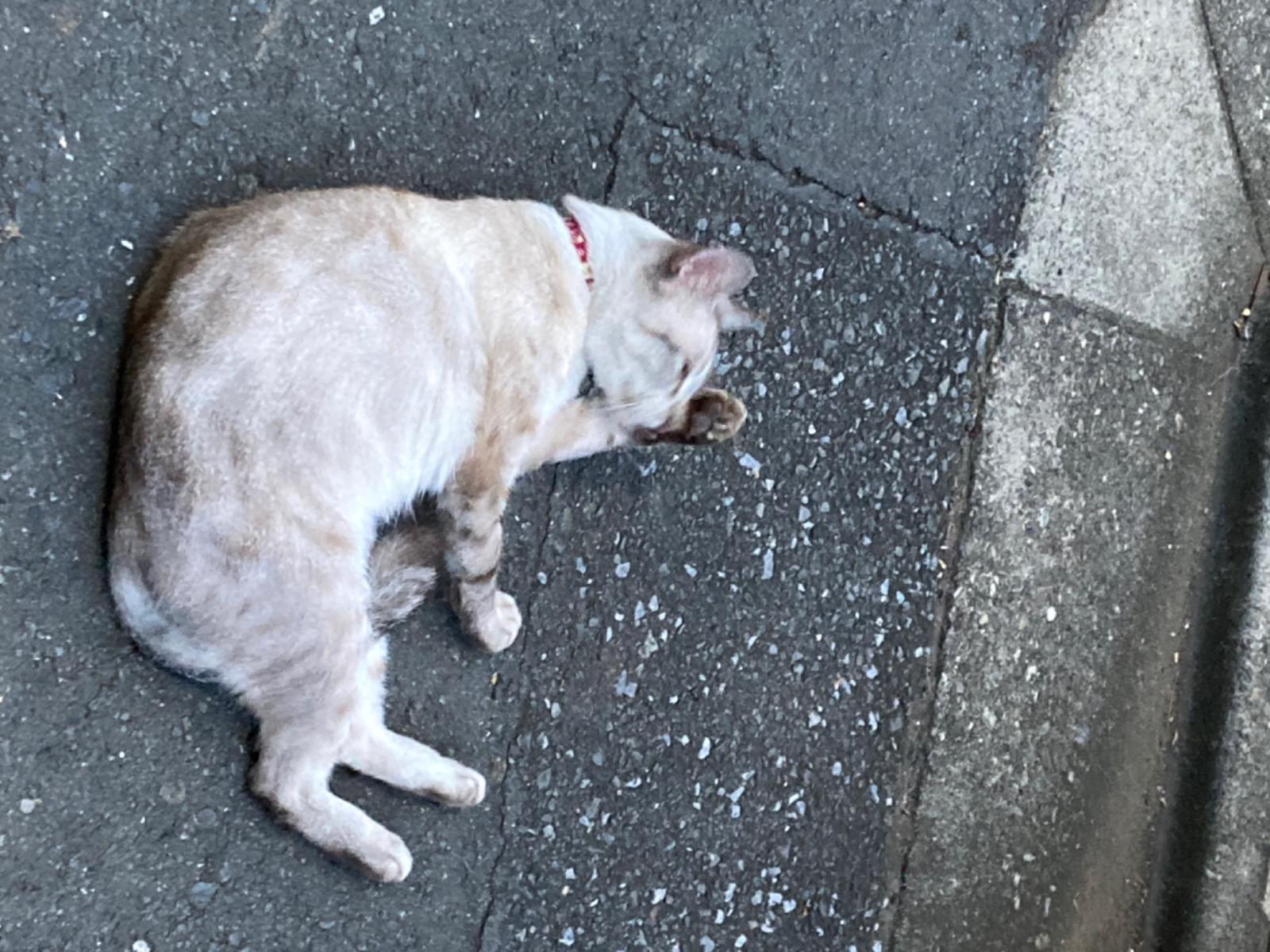 目撃された猫 目撃された猫