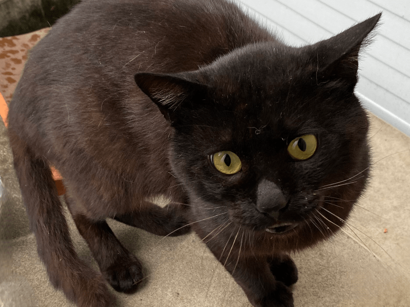 目撃された猫 目撃された猫