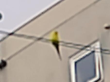 目撃された鳥 目撃された鳥