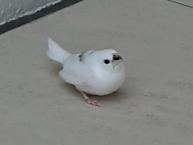 目撃された鳥 目撃された鳥
