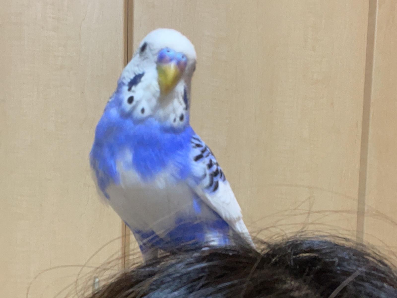 そらちゃん そらちゃん