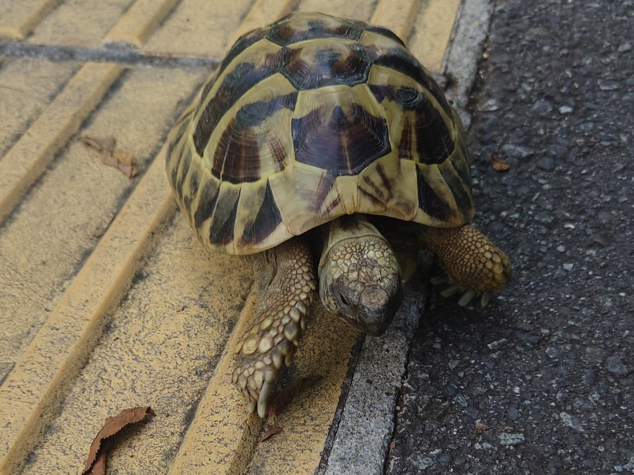 目撃されたペット 目撃されたペット