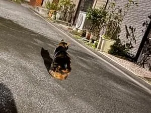 三毛猫のお散歩様専用 初代アンタレス 【公式通販】