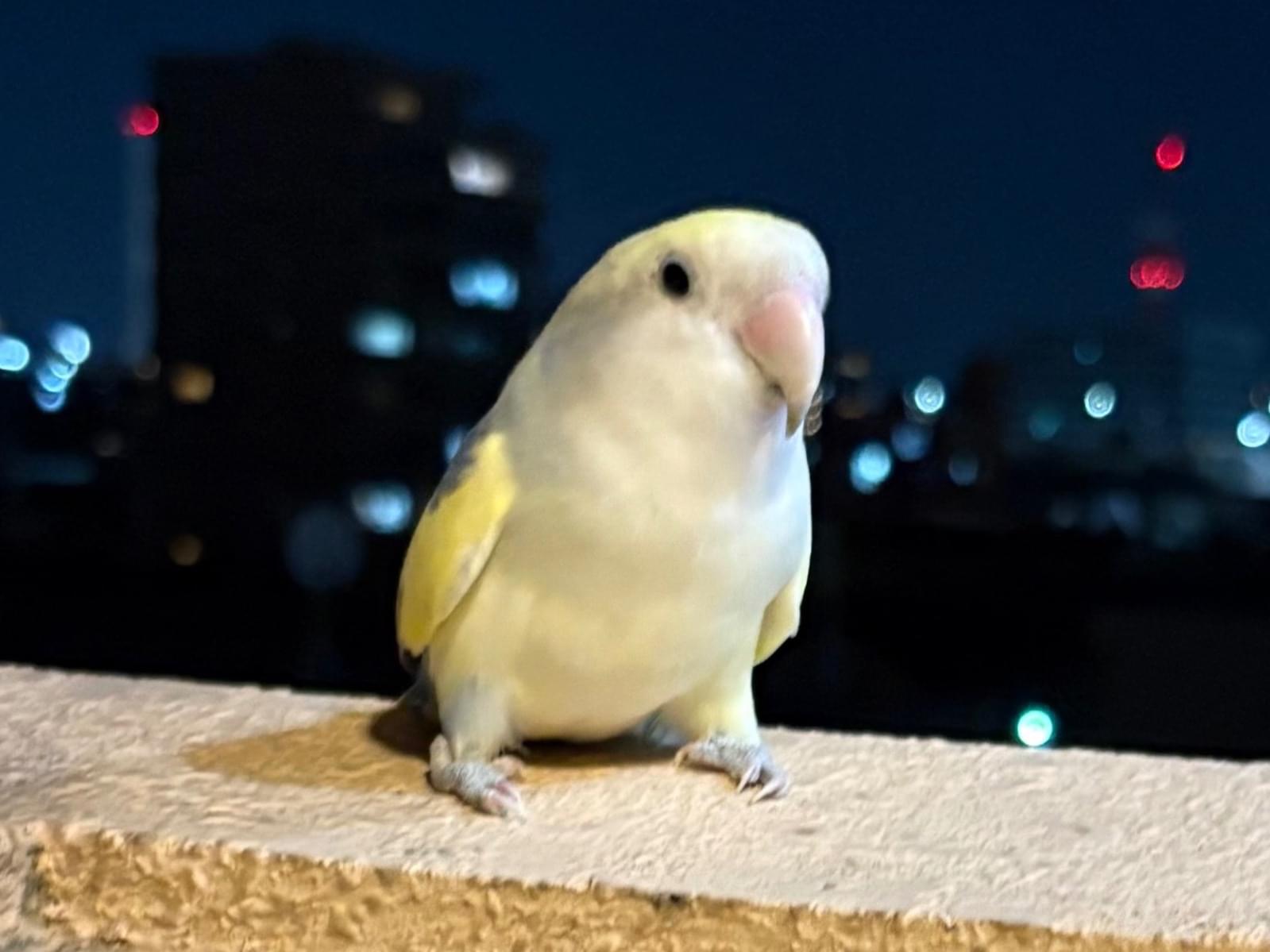 目撃された鳥
