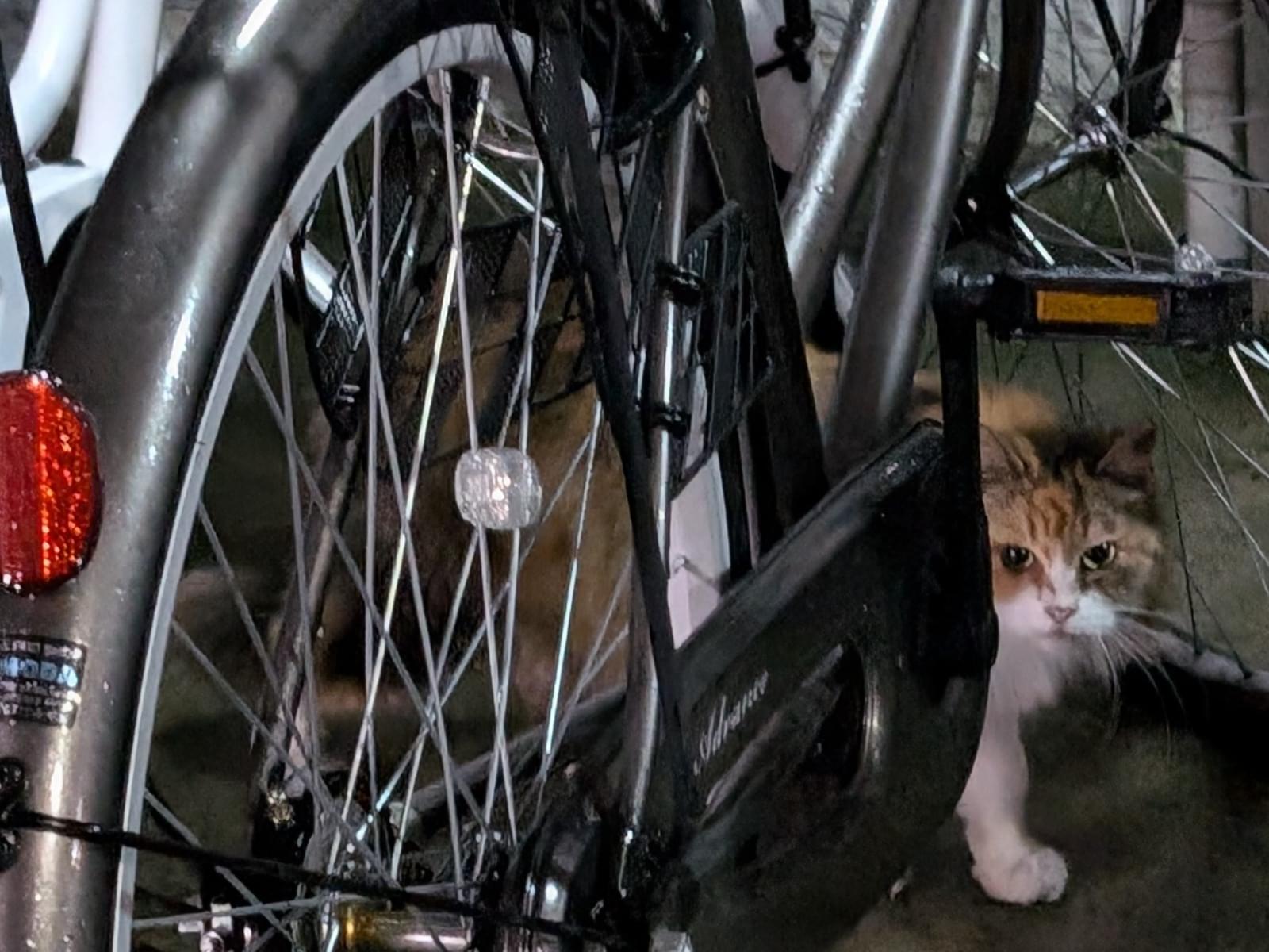 目撃された猫 目撃された猫