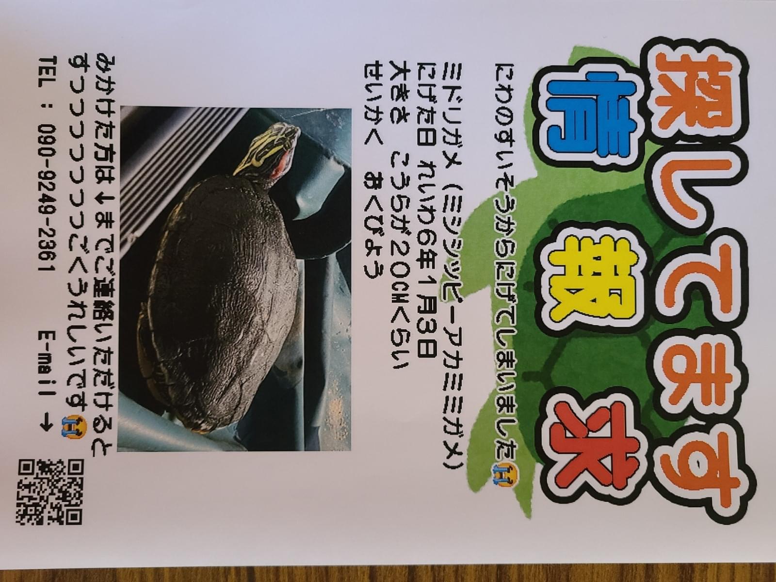 かめんべえちゃん かめんべえちゃん