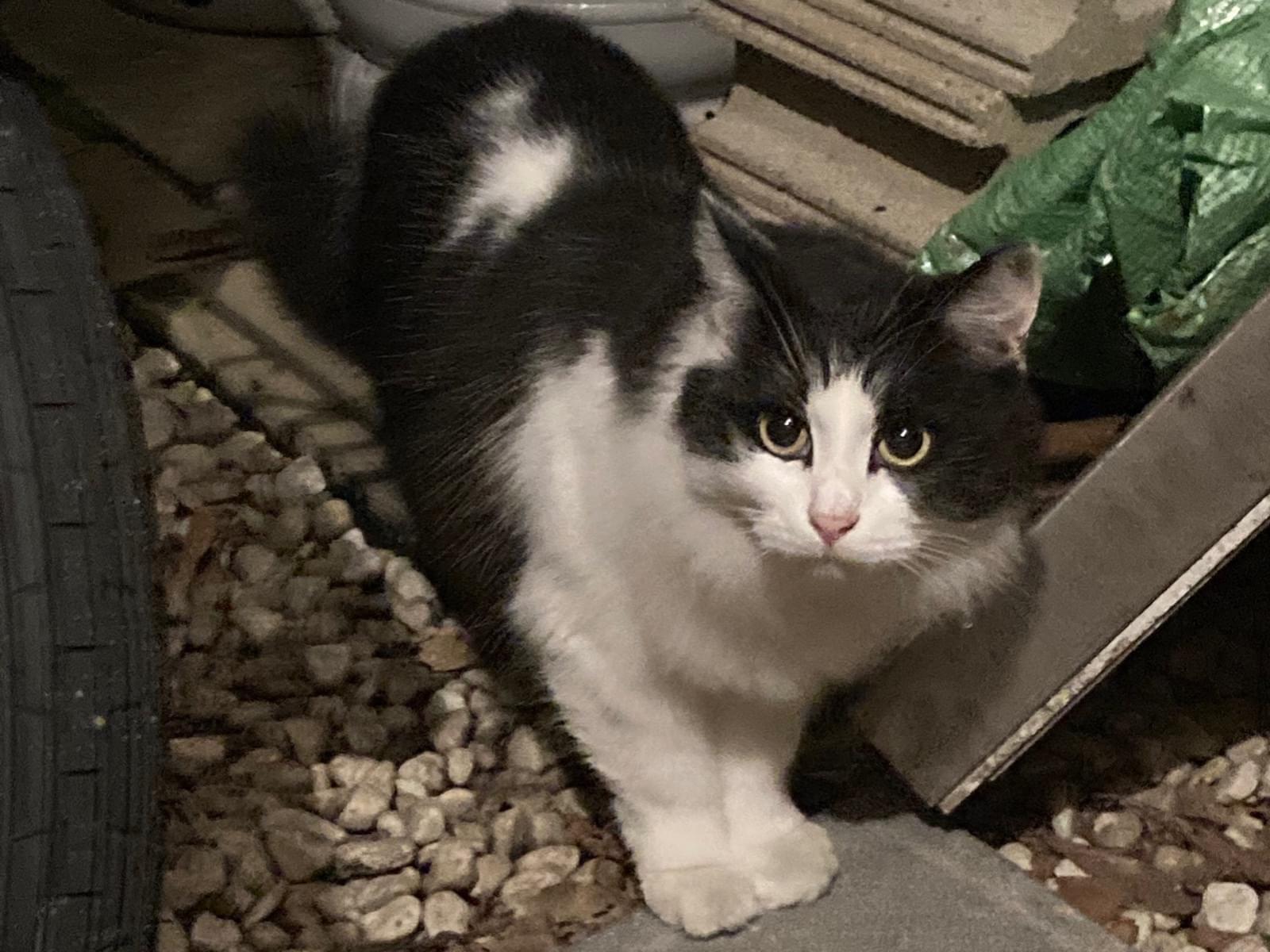 目撃された猫 目撃された猫