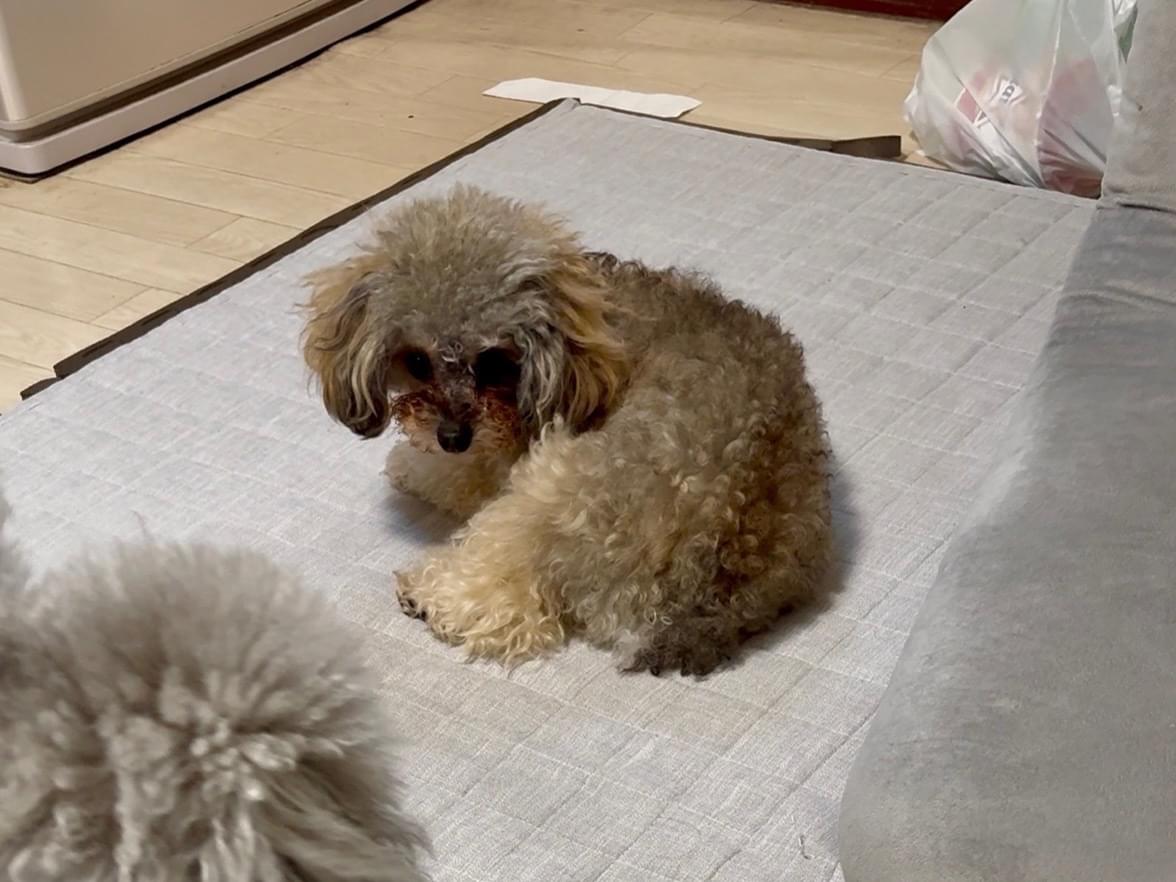 ぶぶちゃん ぶぶちゃん