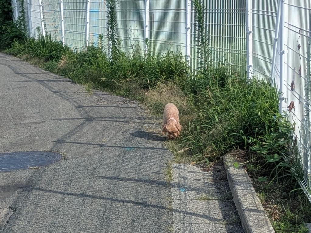 目撃された犬 目撃された犬