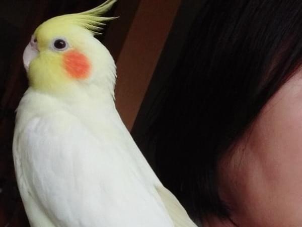 オカメインコ メルちゃん オカメインコ メルちゃん