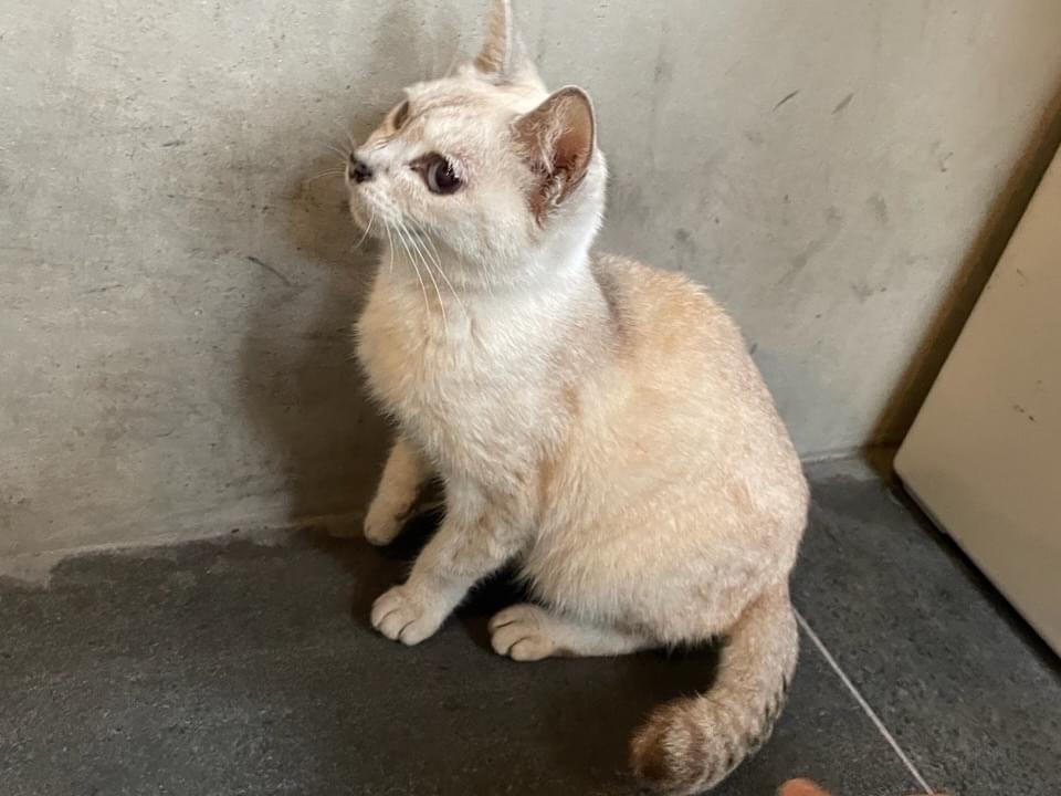 目撃された猫 目撃された猫
