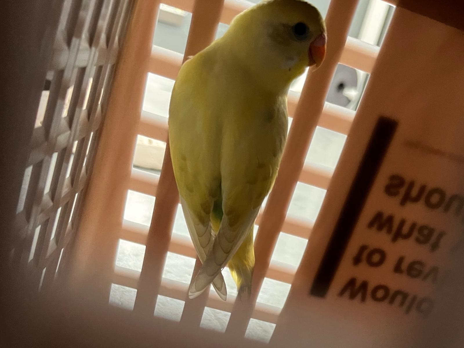 保護された鳥