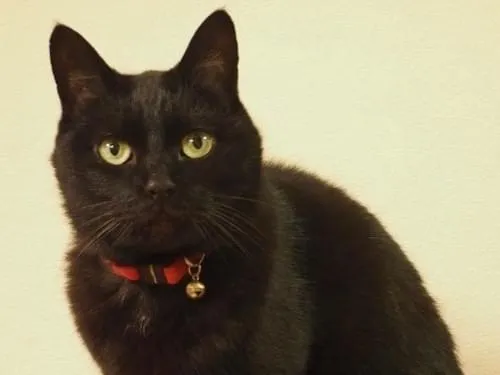黒い招き猫 赤い耳と首輪レトロ Maneki Neko(Black) | リヤドロ公式オンライン