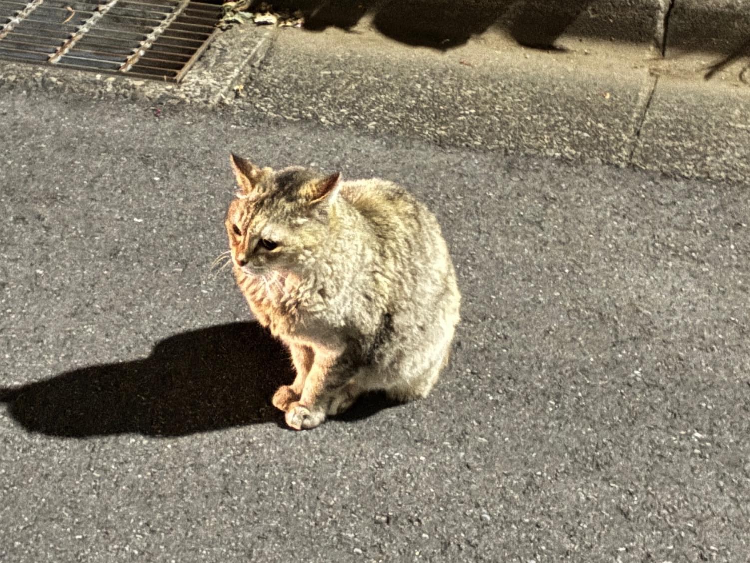 目撃された猫 目撃された猫